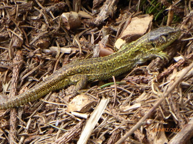 Auch Zauneidechsen fühlen sich im "Jeremias" wohl. | Foto: NABU Bretten