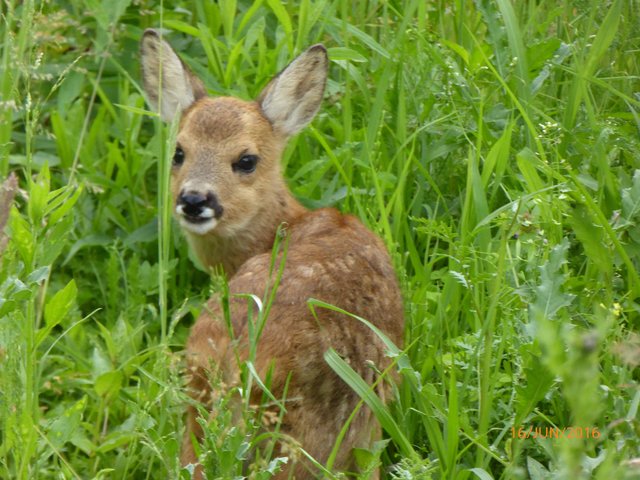 Dieses Rehkitz hat Gerhard Fritz ganz in der Nähe des Jeremias beobachtet. | Foto: NABU Bretten