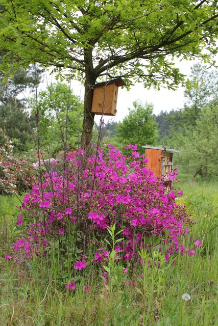 Eine von ehemals vielen Azaleen-Büschen auf dem früheren Gärtnerei-Gelände im "Jeremias". | Foto: NABU Bretten