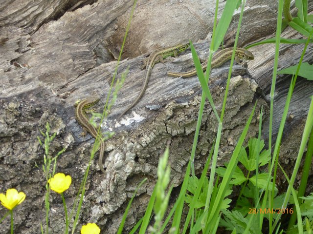 Junge Eidechsen tummeln sich auf einem abgestorbenen Baumstamm. | Foto: NABU Bretten