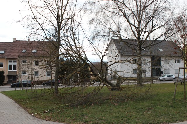 Ein vom Sturm entwurzelter Baum an der Reuchlinstraße in Bretten.