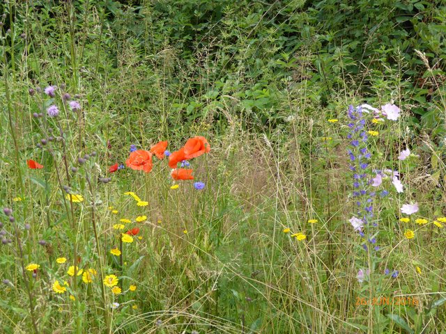 Auf Wiesen mit kraichgautypischer Blütenpracht hoffen die NABU-Aktivisten im Sommer 2017. | Foto: NABU Bretten