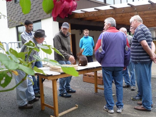 Der Kleintierzuchtverein C24 Büchig ist äußerst erfolgreich.