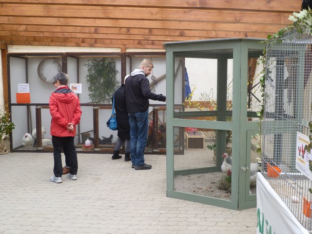 Ausstellung des Kleintierzuchtvereins Büchig.