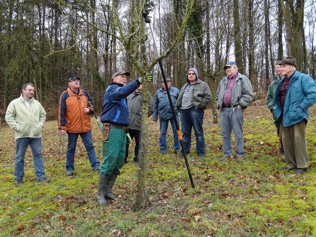 Winterschnitt des Obst- und Gartenbauvereins.