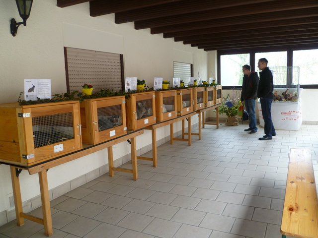 Ausstellung des Kleintierzuchtvereins Büchig.