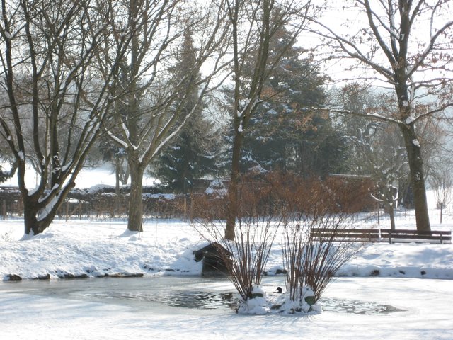 Der Teich im Winter.