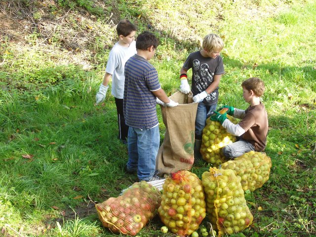 Apfelernte im Hohlweg 2008.
