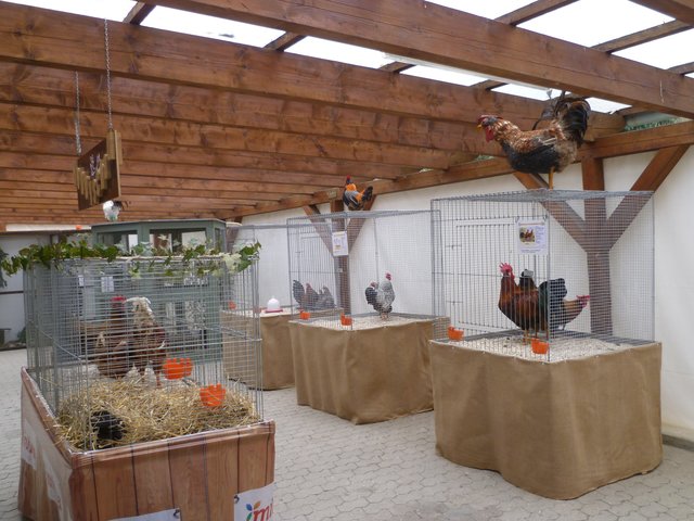 Ausstellung des Kleintierzuchtvereins Büchig.