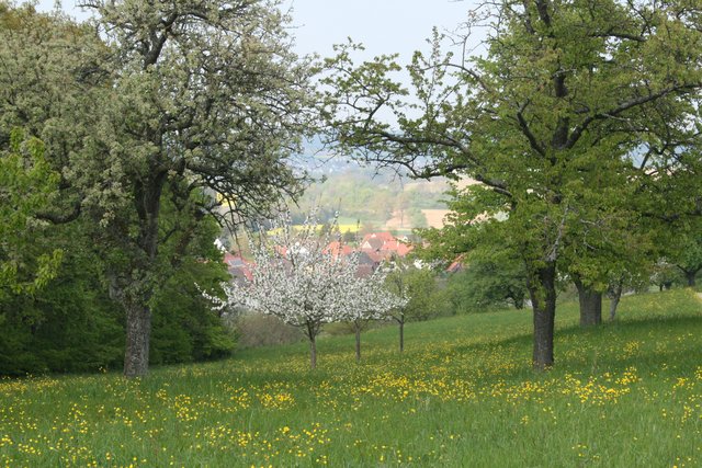 Blick auf Dürrenbüchig im Frühjahr.