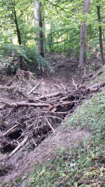 Das Hochwasser hat auch im Wald seine Spuren hinterlassen. | Foto: privat