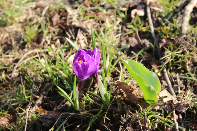 Krokus in Dürrenbüchig