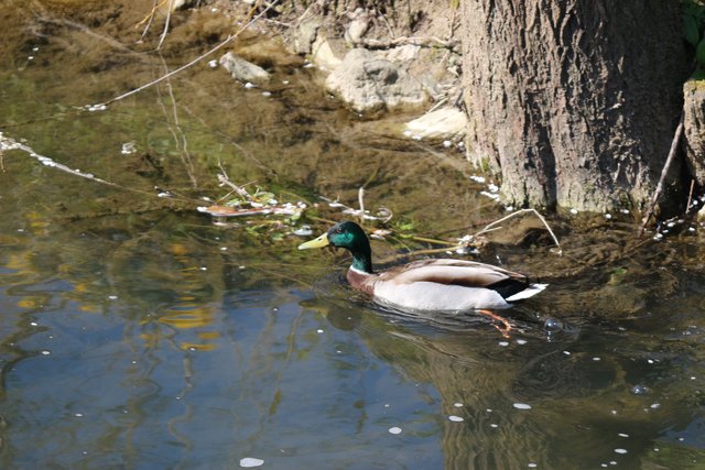 Ente auf dem Saalbach