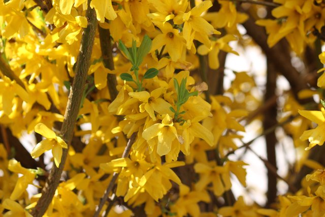 Blühender Busch in Diedelsheim