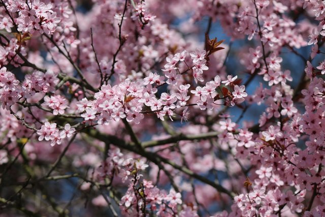 Blühender Baum in Sprantal