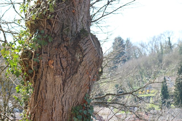 Baum bei Ruiter Kirche