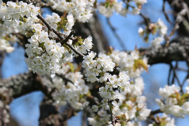 Blühender Baum in Sprantal