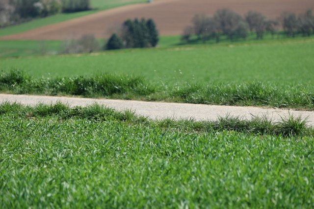Blick auf Wiesen in Diedelsheim