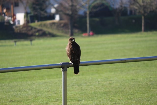 Raubvogel am Sportplatz Dürrenbüchig