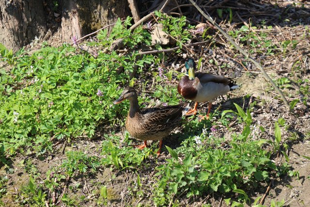 Entenpaar am Saalbach