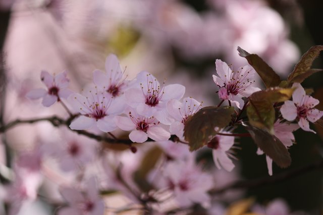 Blühender Baum in Neibsheim