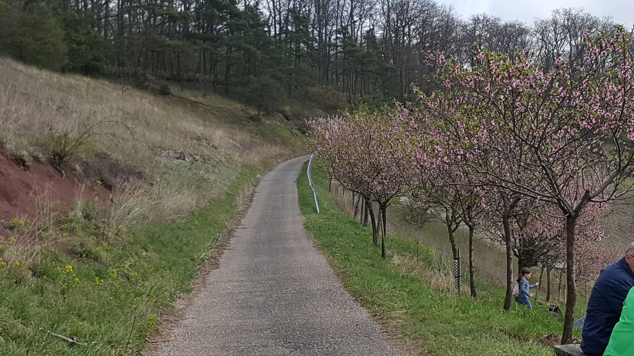 Mandelblütenfest in Diefenbach am 02.04.2017 - Region