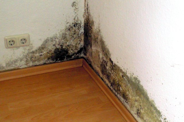 Schimmel in der Wohnung stellt ein ernstes Gesundheitsproblem dar. Mit einem bauphysikalisch wirksamen Anstrich lassen sich die Feuchtigkeit und damit das Schimmelpilzwachstum dauerhaft vermeiden. Foto: djd/www.hygrosan.de
