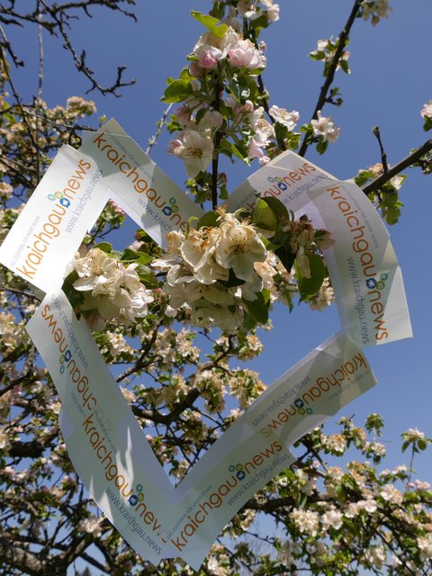 Apfelblüten im Kraichgau( leider mit Frostschaden)