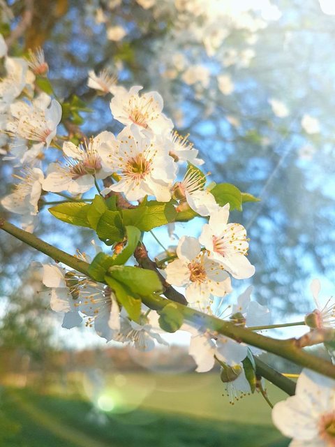 Frühling in Grossvillars