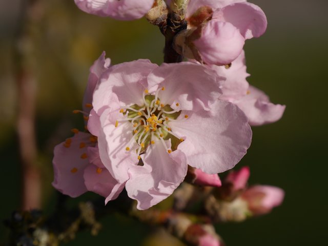 Rosa meine Lieblingsfrühlingsfarbe :)