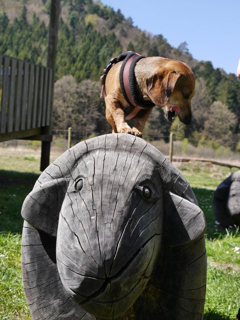 Lecker Schäfchen ;)