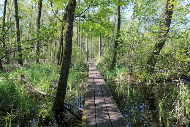 Frühling im Weingartener Moor