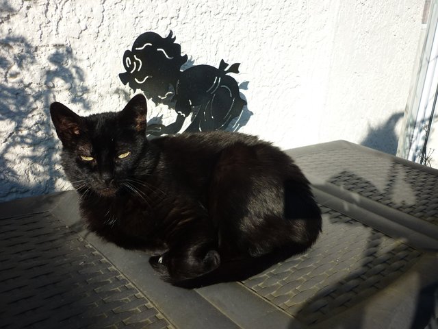 "Simba" - die beste Katze der Welt