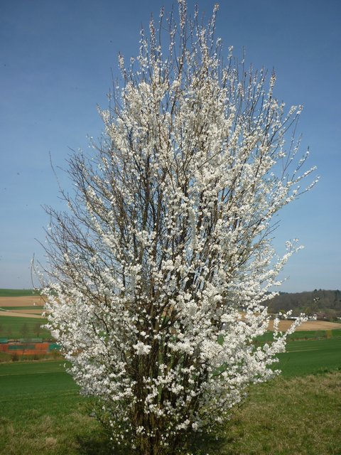 Auf der Diedelsheimer Höhe