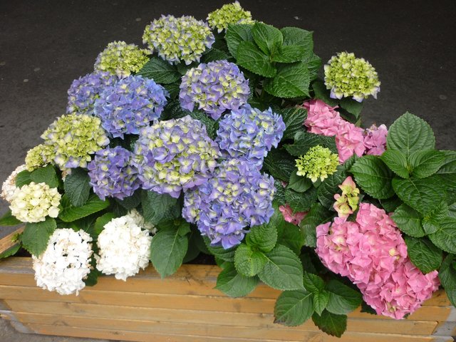 Hortensien Triologie