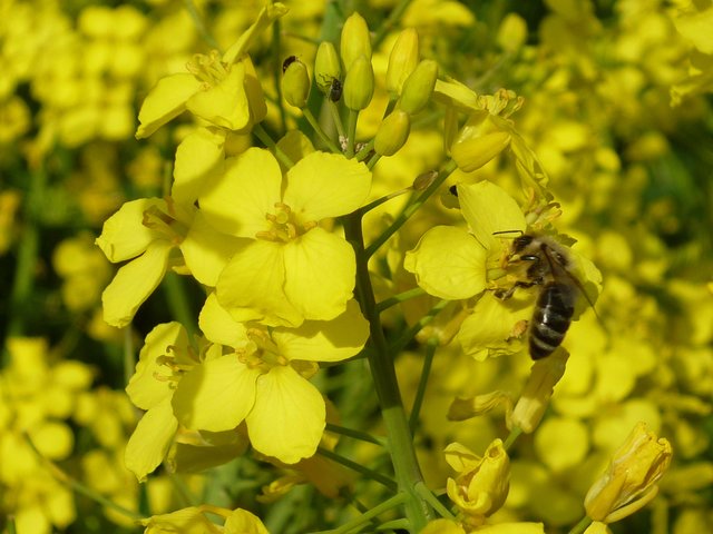 Rapsblume mit Gast