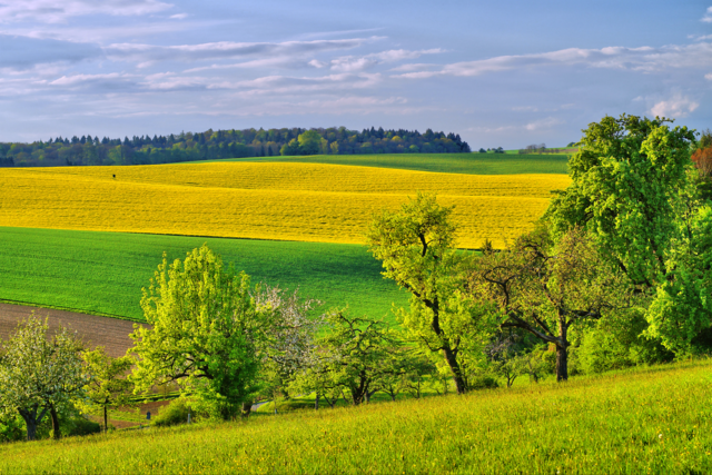 Rapsfeld in Königsbach