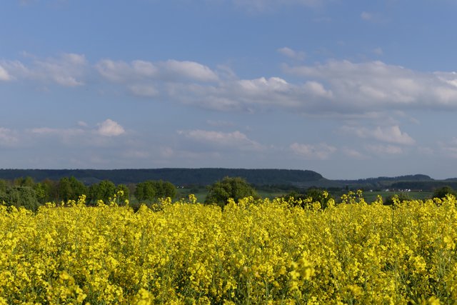 Spaziergang mit Rapsblütenduft und Bienensummen
