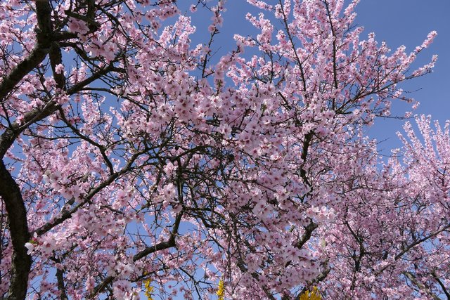 Mandelblüten