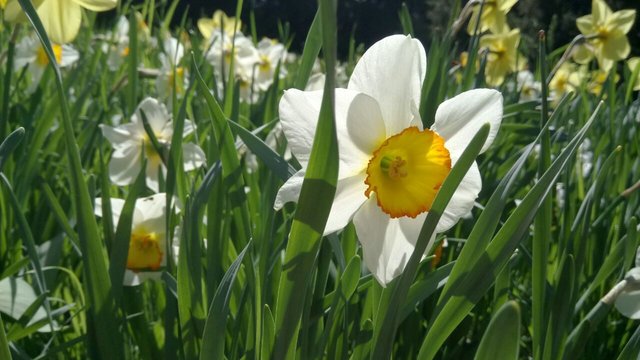 Osterglocken im Frühling :-)