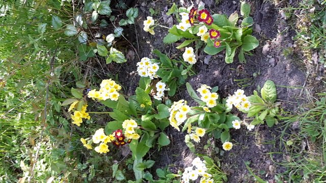 Erste Frühlingsboten