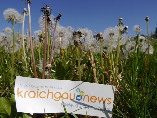 Schön - Gesund - Lecker der Löwenzahn