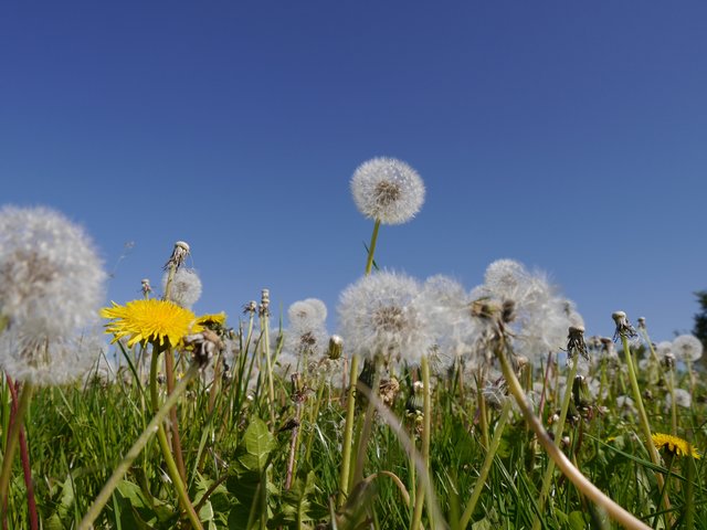 Löwenzahn im Frühling