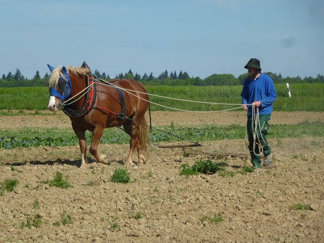 im Frühling der Bauer, das Pferd einspannt... gesehen 16.05.2017 AUENHOF Bauschlott