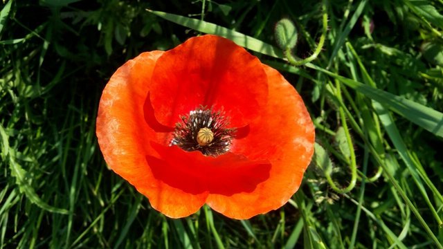 Beim Spaziergang durch Feld und Flur