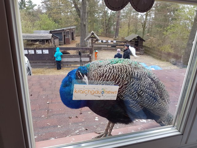 Außer Konkurrenz, da pro Person nur ein Beitrag eingereicht werden darf. Aber zu gut, um es nicht hier hochzuladen.