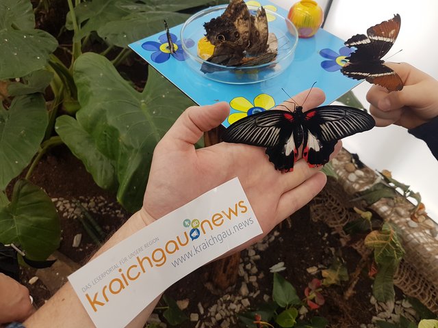 Außer Konkurrenz, da pro Person nur ein Beitrag eingereicht werden darf. Aber zu gut, um es nicht hier hochzuladen.