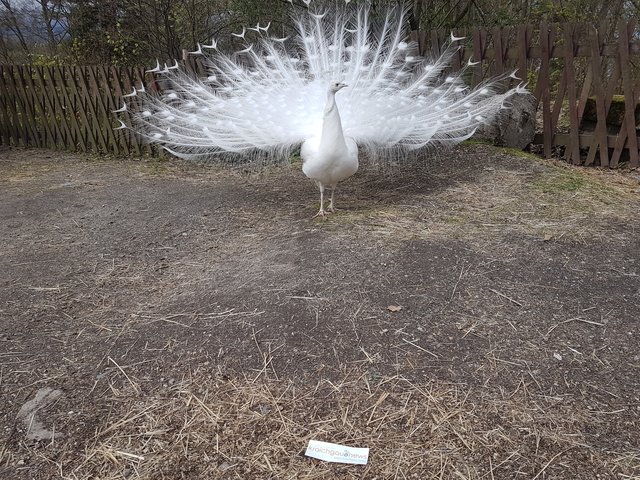 Außer Konkurrenz, da pro Person nur ein Beitrag eingereicht werden darf. Aber zu gut, um es nicht hier hochzuladen.