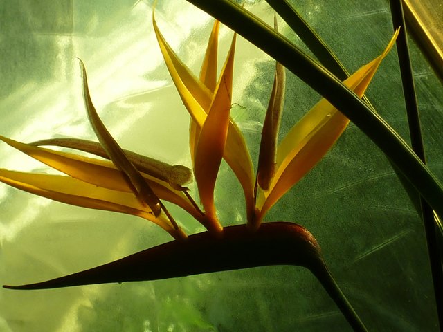 Strelizie in der morgentlichen Frühlingssonne...