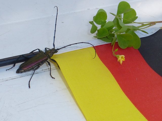 ...na du unbekanntes Objek, auch das blühende Deutschland gefunden  ?
